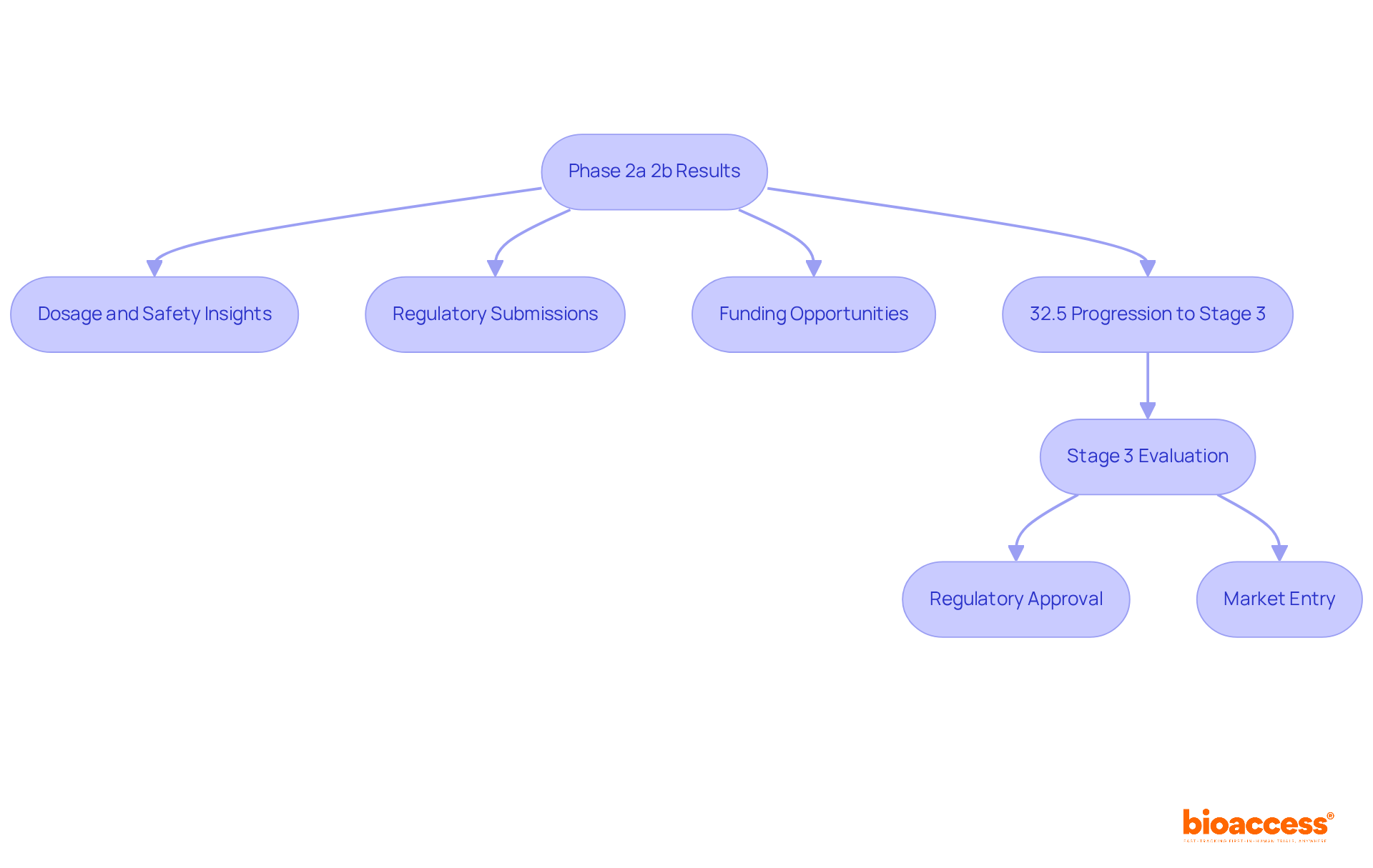 The flowchart illustrates how results from Phase 2a and 2b influence the drug development process — follow the arrows to see how each phase leads to the next important step.