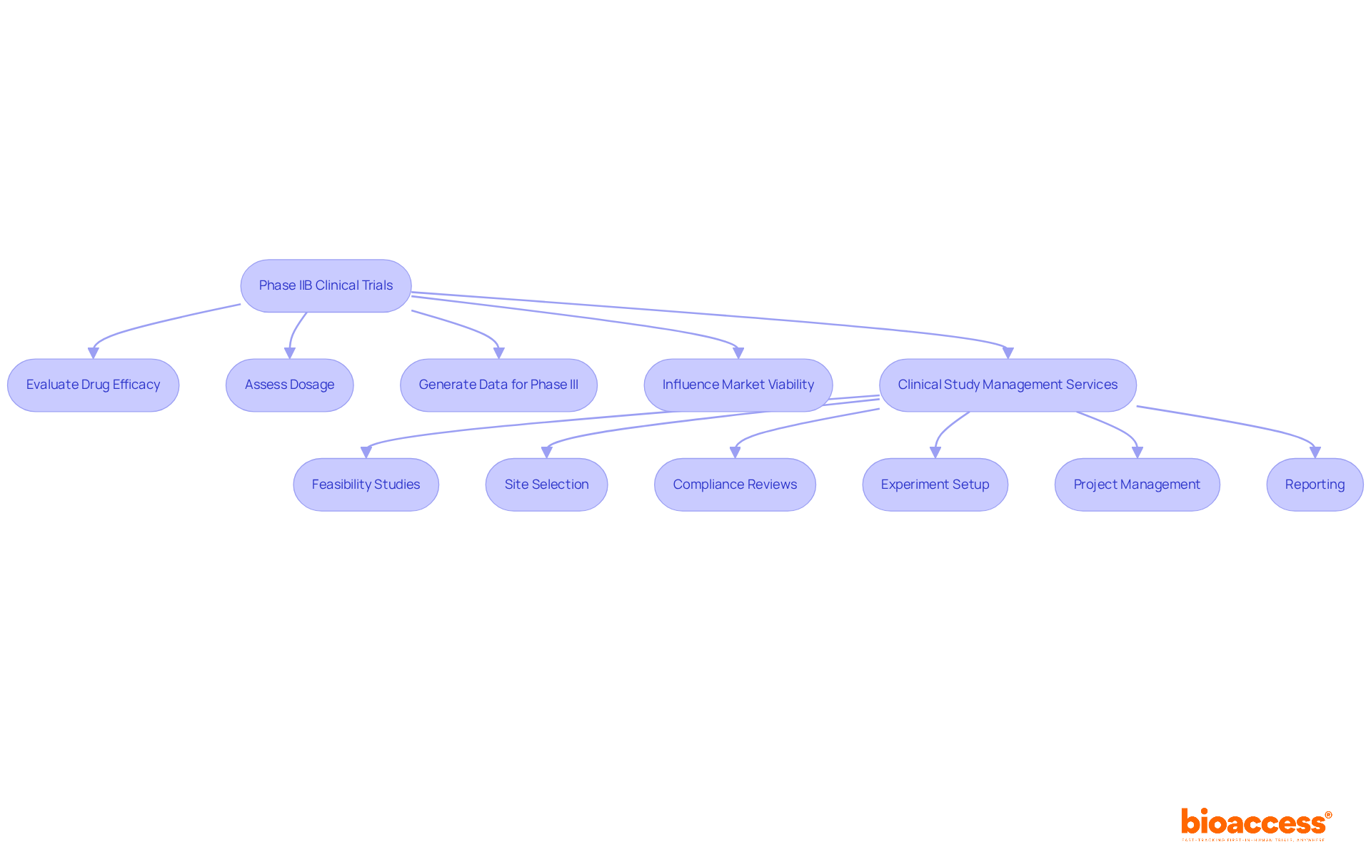 This flowchart illustrates the steps in Phase IIB clinical trials. Follow the arrows to see how each step connects, from evaluating drug efficacy to the role of management services in ensuring successful trials.