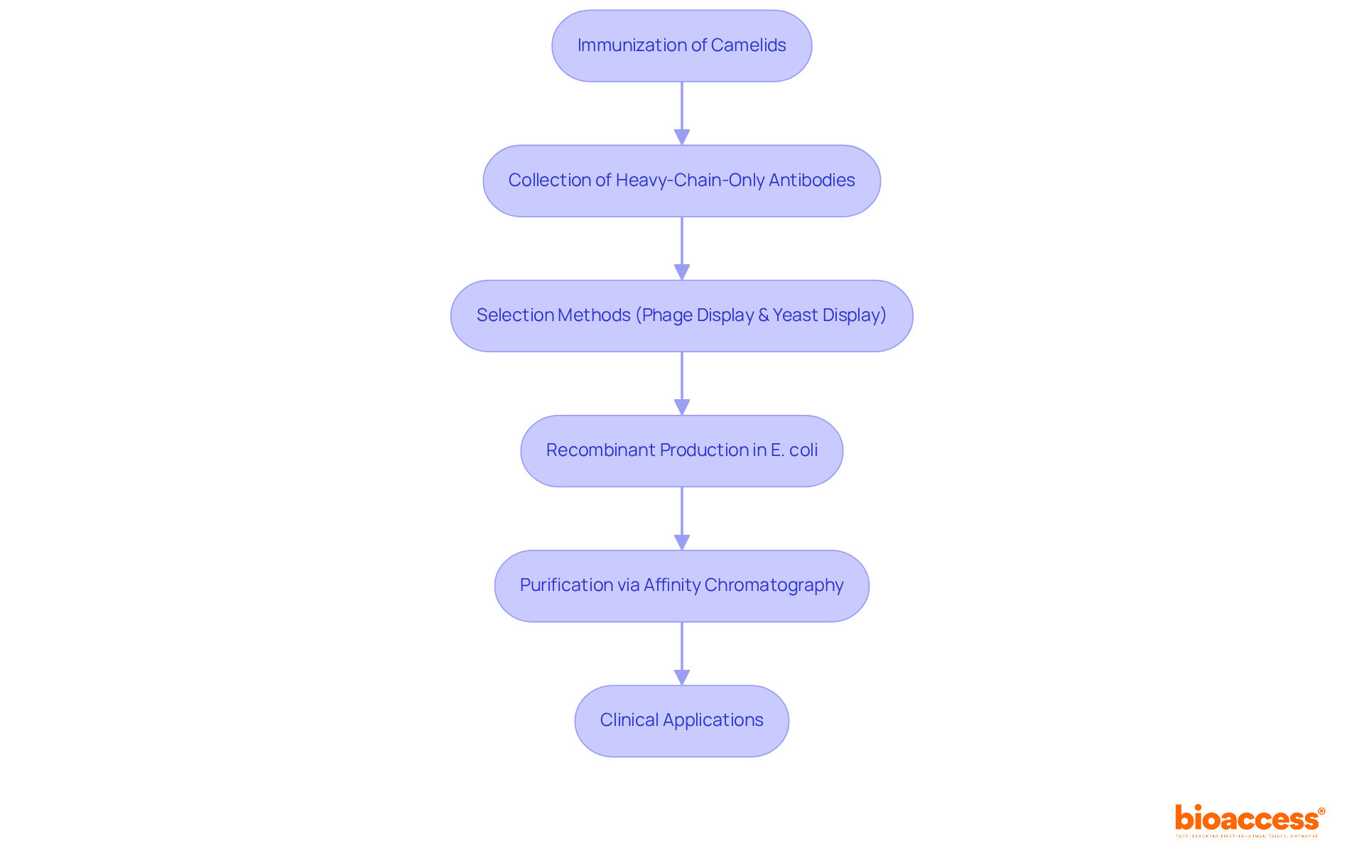 Each box represents a step in the nanobody production journey - follow the arrows to see how we move from immunization to clinical applications. Each box represents a step in the nanobody production journey - follow the arrows to see how we move from immunization to clinical applications.