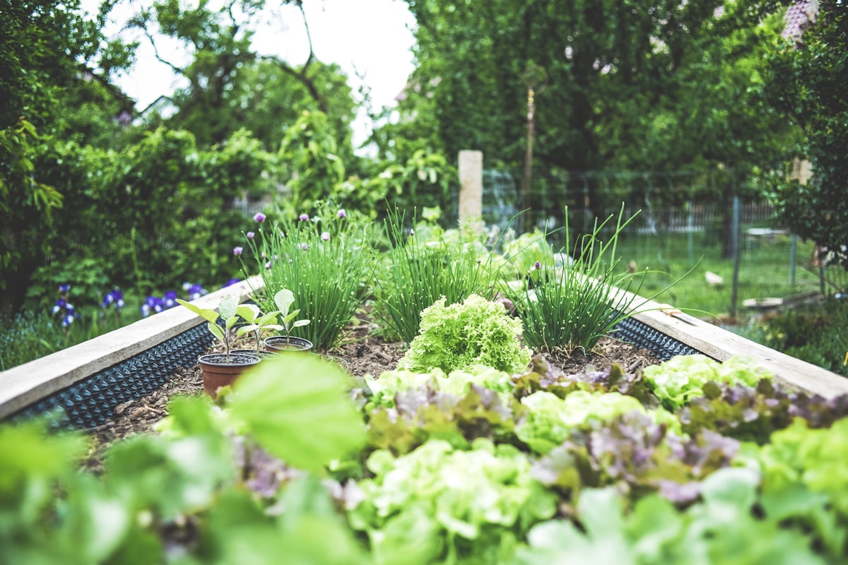 Raised garden planters with green plants in a modern patio setting