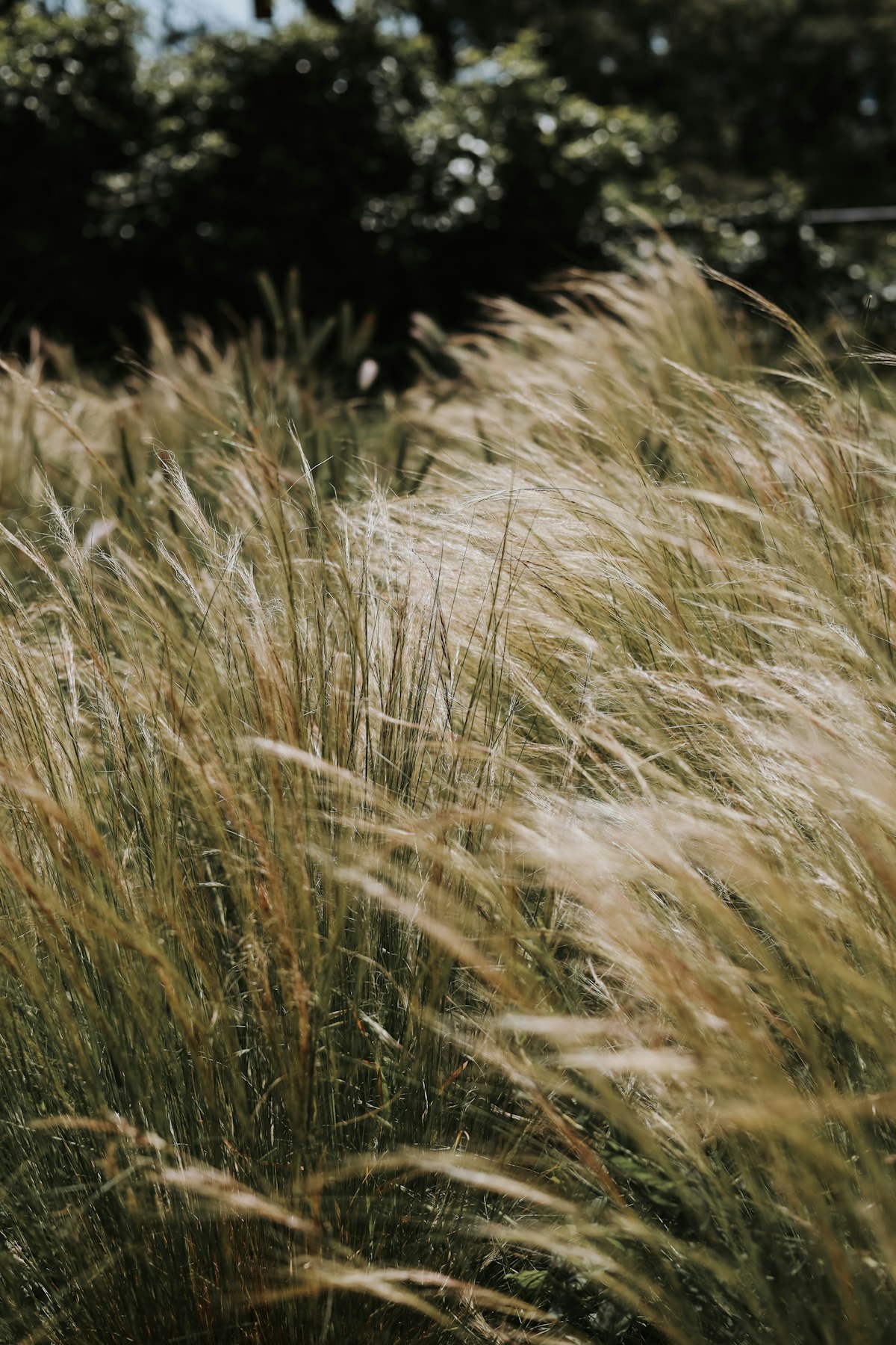 Tall ornamental grasses blowing in the wind with trees in the background