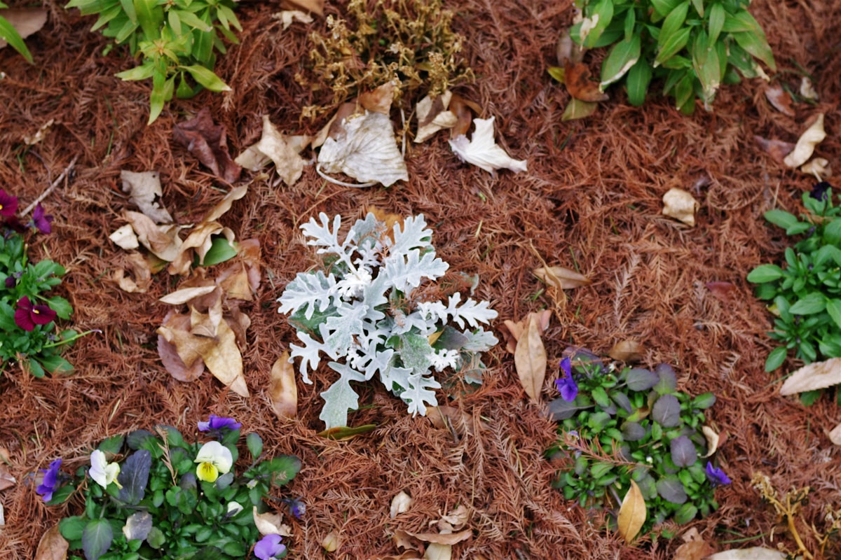 Well-maintained garden bed with various plants and fresh mulch