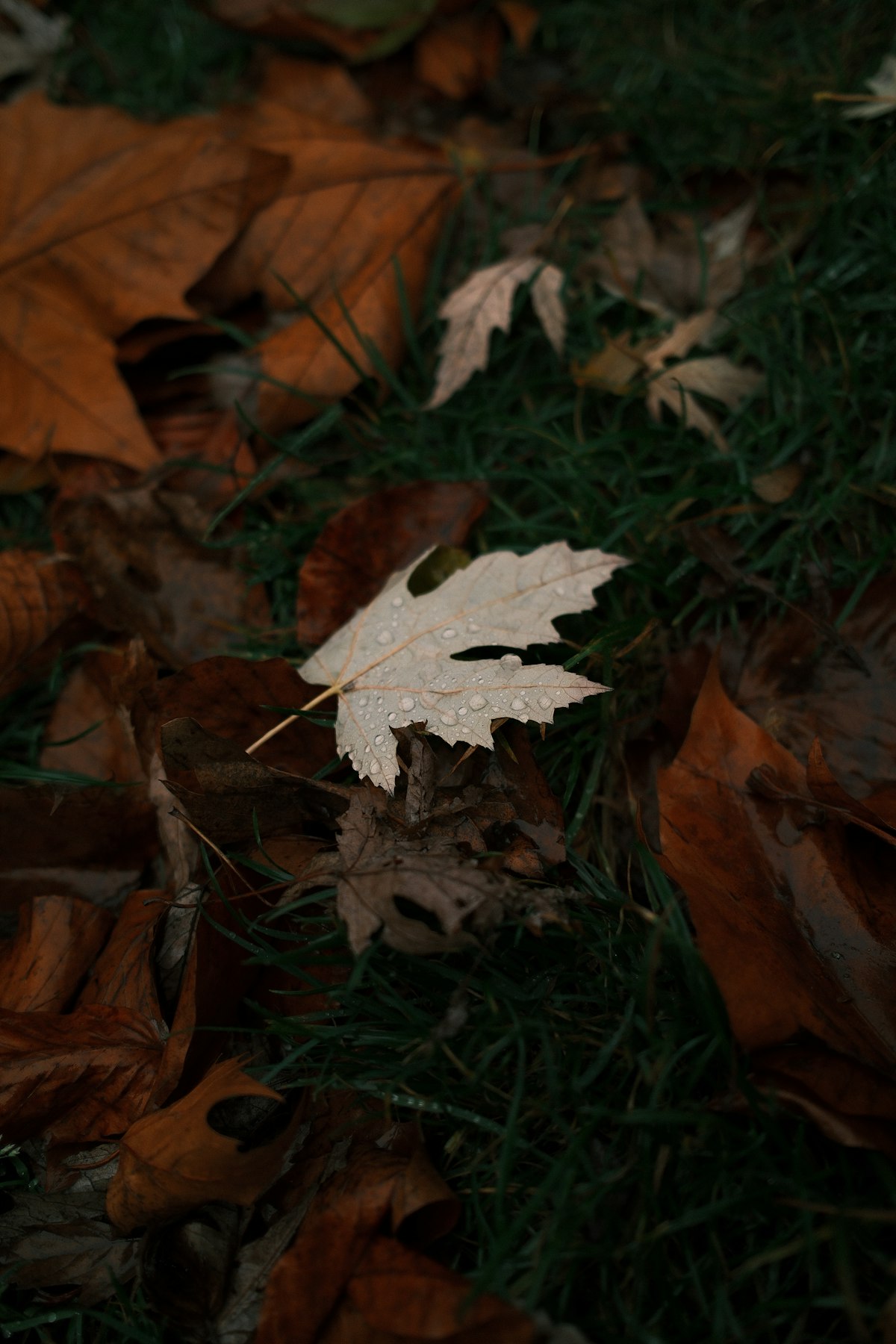 Wet autumn leaves scattered on green grass in a fall garden