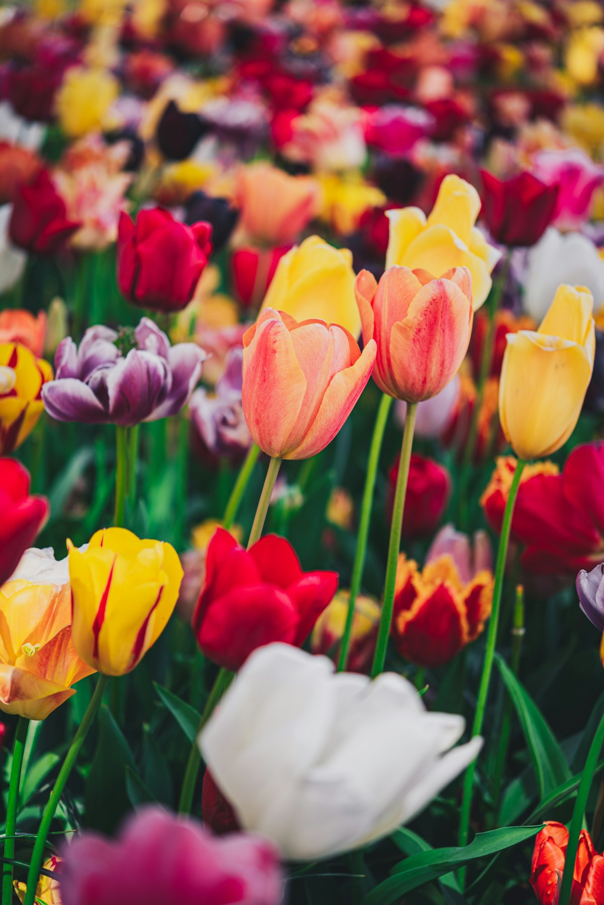 Field of colorful tulips and seasonal flowers in a vibrant display