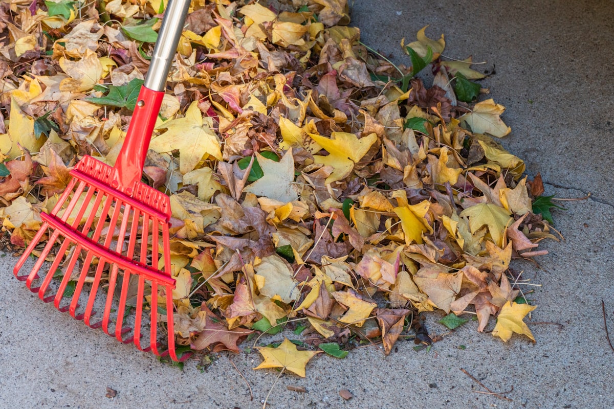 Red rake laying on top of a pile of fallen autumn leaves