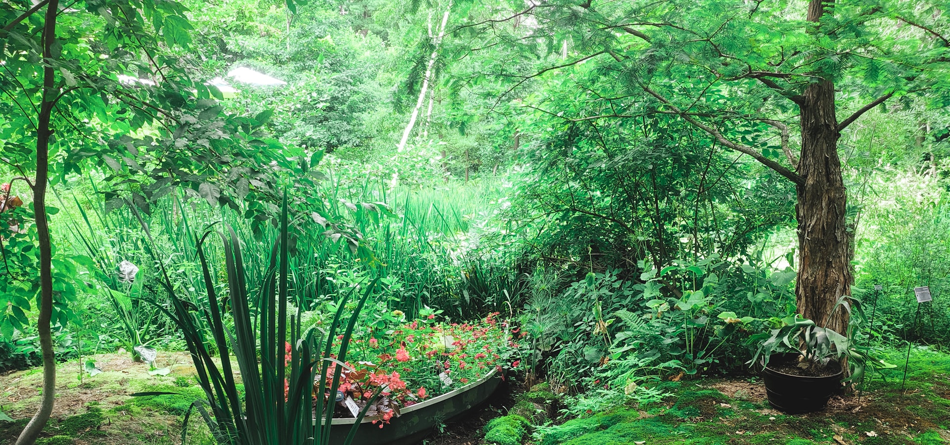 Lush shaded garden landscape in Oakton, Virginia
