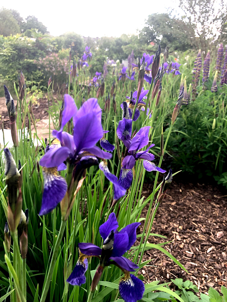 in Nahaufnahme sind lilafarbene orientalisch aussehende Blumen zu sehen, wahcsende Gräser, in einem mit Rindenmulch bedeckten Beet