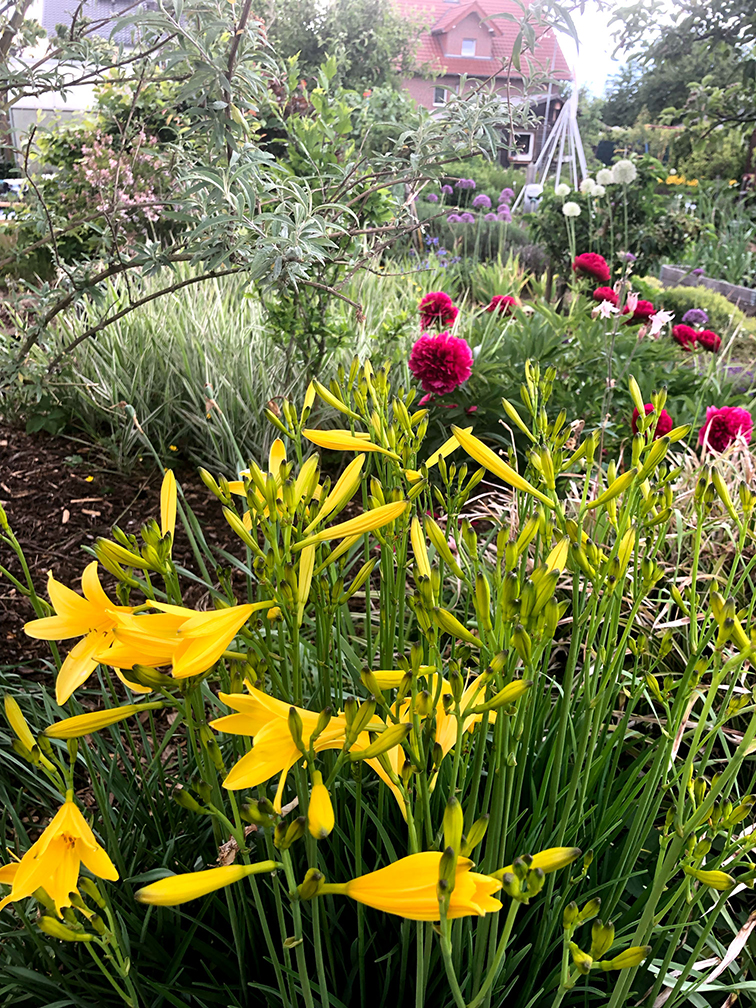 Im Vordergrund sind gelbe trötenförmige Blumen, dahinter im Beet welches mit Rindenmulch bedeckt ist, sind pinkr Pfingstrosen und ein Fliederbusch zu sehen
