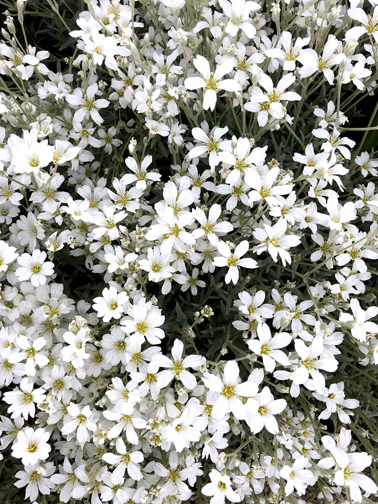 Nahaufnahme vieler kleiner weißer Blüten mit Blattgrün