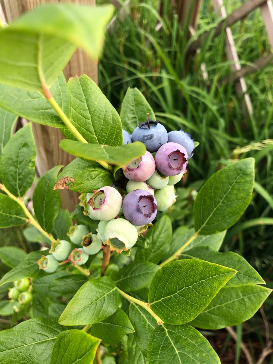 Nahaufnahme eines reifenden Heidelbeerstrauchs, im Zentrum einige grüne und blaue Heidelbeeren