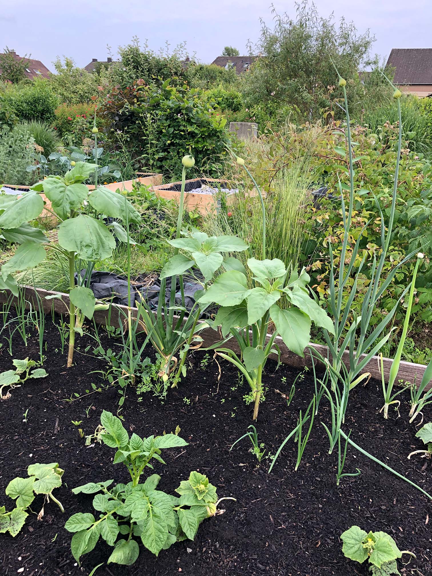 Im Vordergrund ist ein umfasstes Beet zu sehen mit Zwiebeln, Porree und Sonnenblumen. Im Hintergrund sieht man Himbeerpflanzen, Hochbeete und einige Büsche