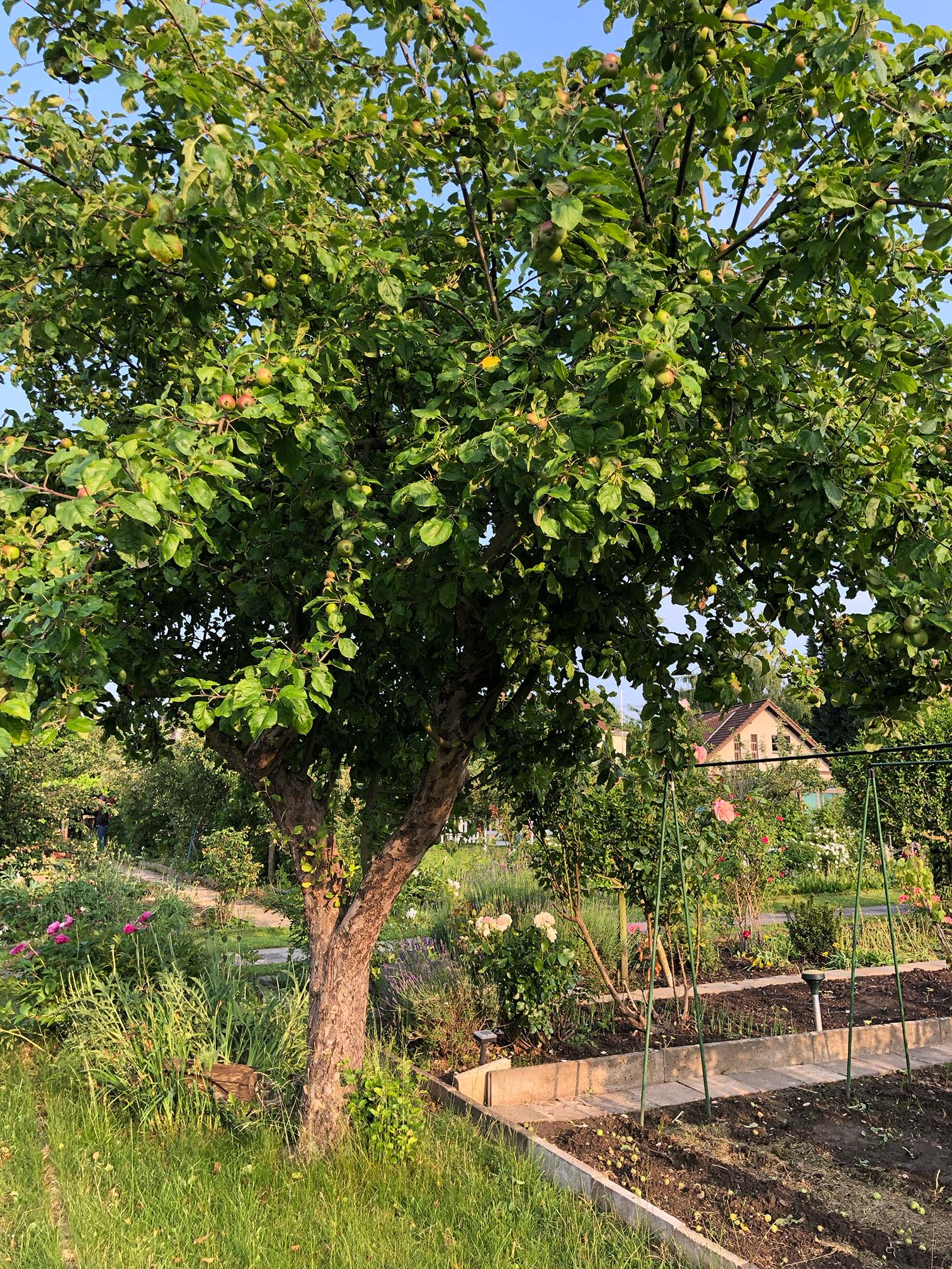 Ein mittelgroßer Apfelbaum im Sommer au einem Stück Rasen, daneben eine kleine Fläche Erde für den Gemüseanbau