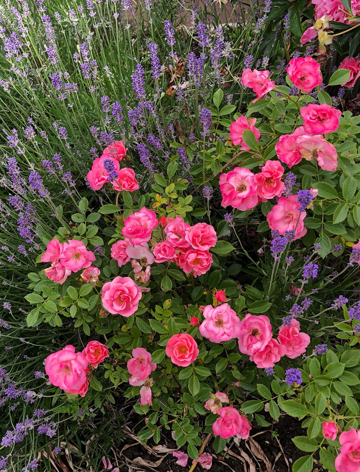 In Nahaufnahme ein Rosenbusch mit pinken Blüten mitten in einem blühenden Lavendelbusch