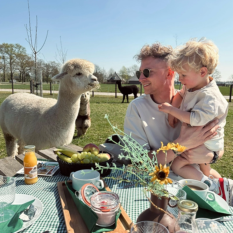 Vader met zijn jonge zoon op schoot zit aan een picknicktafel met ontbijt, terwijl een nieuwsgierige alpaca vlakbij komt kijken op een zonnige dag in een weiland.