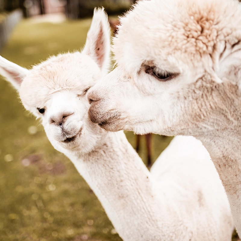 Twee witte alpaca’s staan dicht bij elkaar in een weiland, waarbij de ene alpaca de ander een liefdevol neusje geeft.