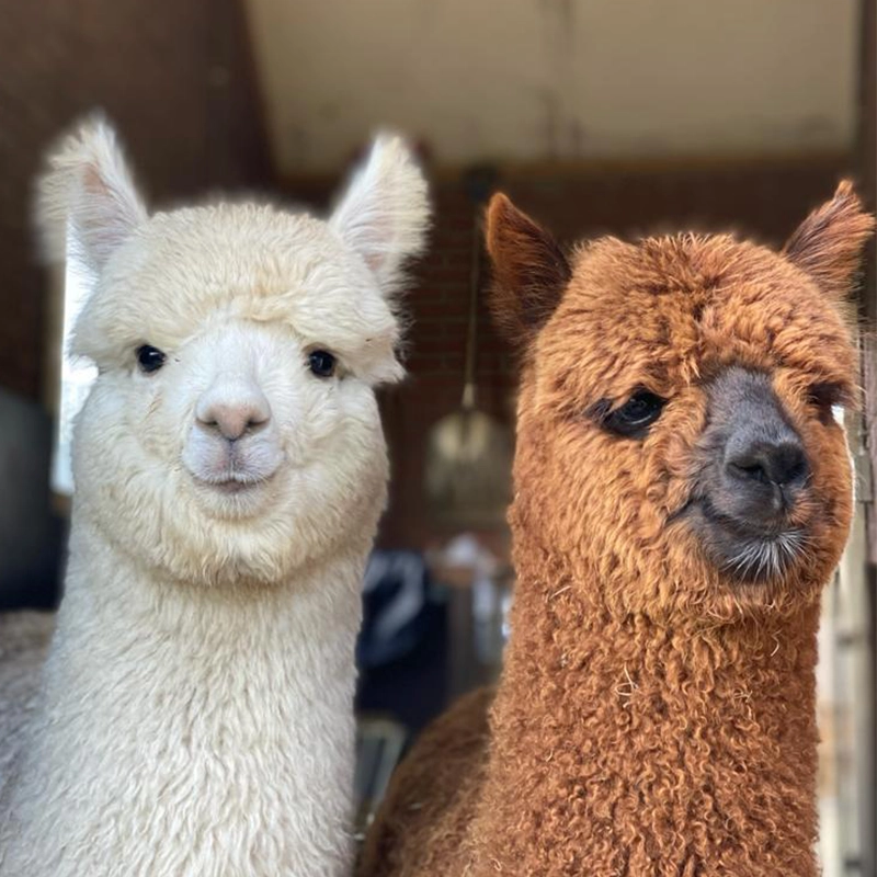 Close-up van twee alpaca’s, een witte en een roodbruine, die nieuwsgierig in de camera kijken terwijl ze naast elkaar staan in een overdekte ruimte met bakstenen muren.