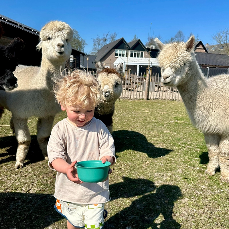 Klein blond jongetje houdt een groene voerbak vast terwijl hij omringd wordt door nieuwsgierige alpaca’s op een zonnig weiland bij een boerderij.