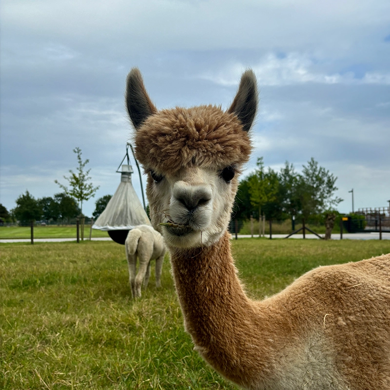 Bruin-witte alpaca kijkt recht in de camera met een spriet gras in zijn bek, terwijl een andere alpaca met de rug naar de camera staat op een grasveld met speeltoestel op de achtergrond.