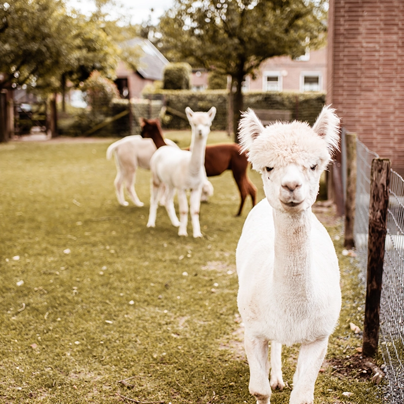 Witte alpaca loopt nieuwsgierig naar de camera op een grasveld naast een bakstenen gebouw, met vier andere alpaca’s op de achtergrond in een groene, dorpse omgeving.