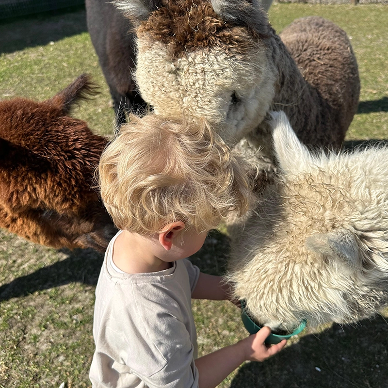 Blond jongetje voert drie alpaca’s met een groene bak terwijl ze nieuwsgierig om hem heen staan op een zonnig grasveld.