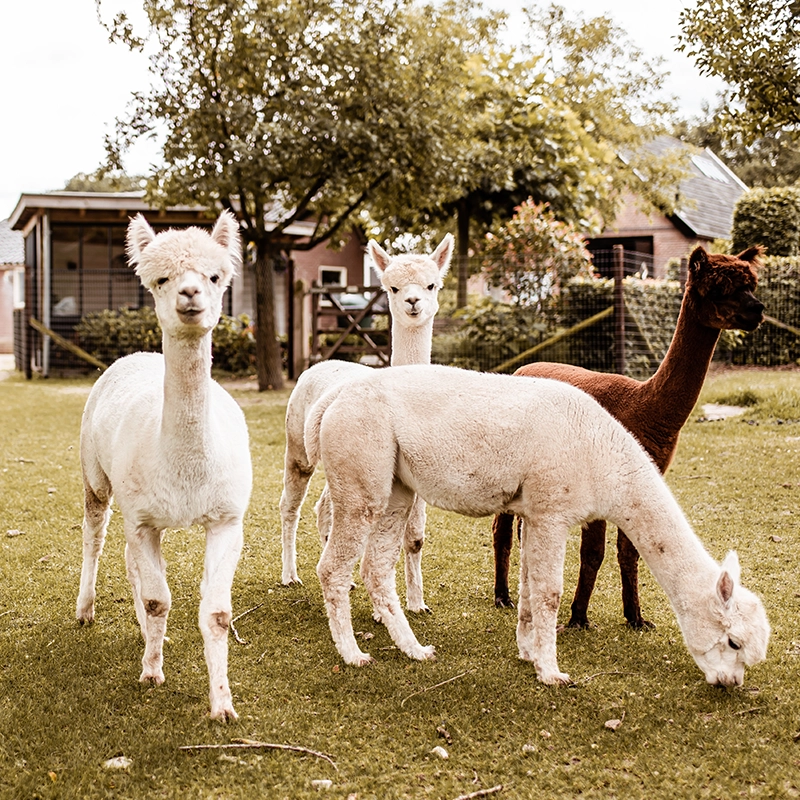 Vier alpaca’s staan op een groen grasveld bij een boerderij; twee kijken nieuwsgierig in de camera, één graast en één kijkt opzij, met bomen en gebouwen op de achtergrond.