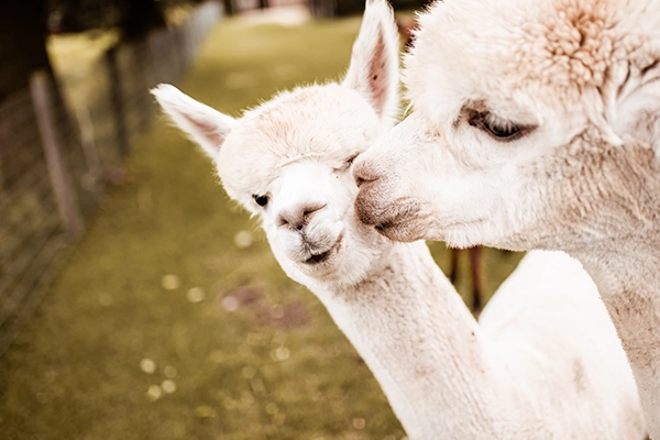 Twee witte alpaca’s staan dicht bij elkaar in een weiland, waarbij de ene alpaca de ander een liefdevol neusje geeft.