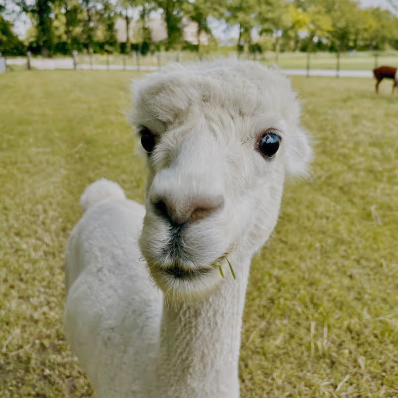 Deze nieuwsgierige witte alpaca staart recht in de camera met een sprietje gras in z’n mond, midden in een zonnige, groene weide die rust en eenvoud uitstraalt.