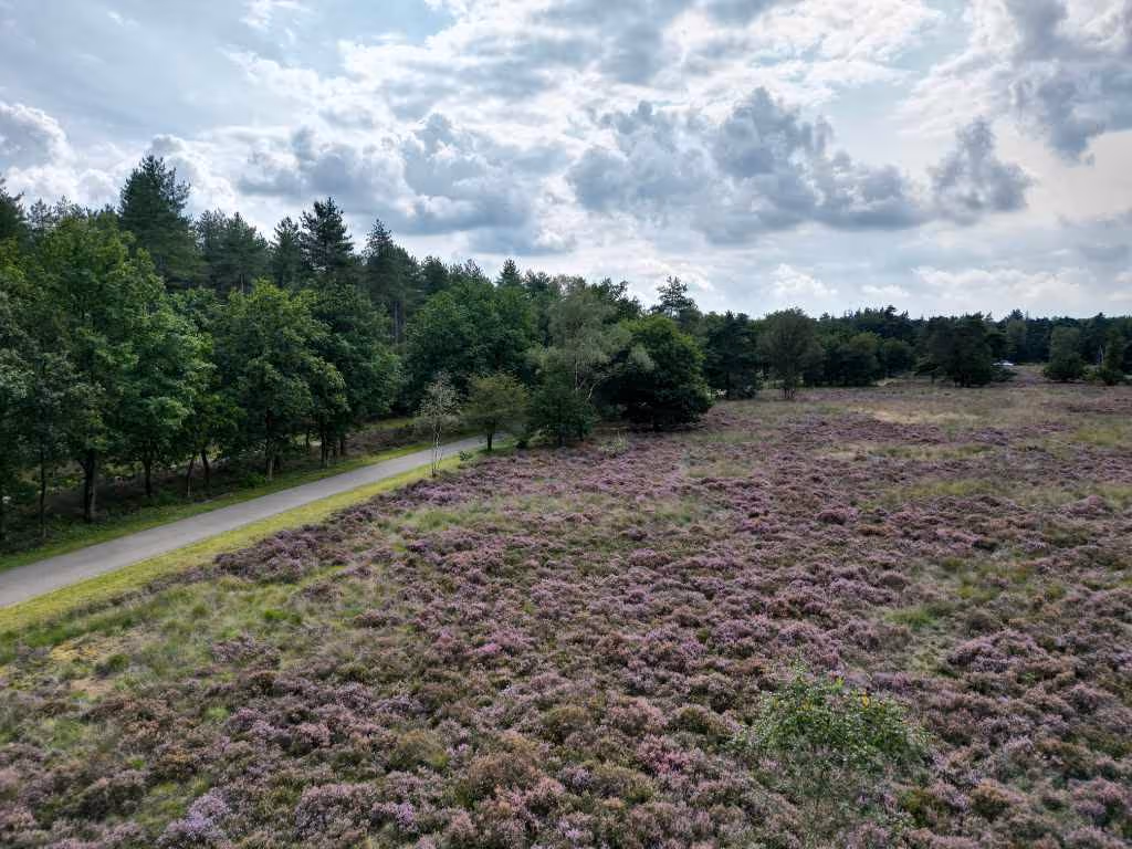 Een uitgestrekt veld met paarse heide naast een weg en een rij groene bomen onder een bewolkte lucht.