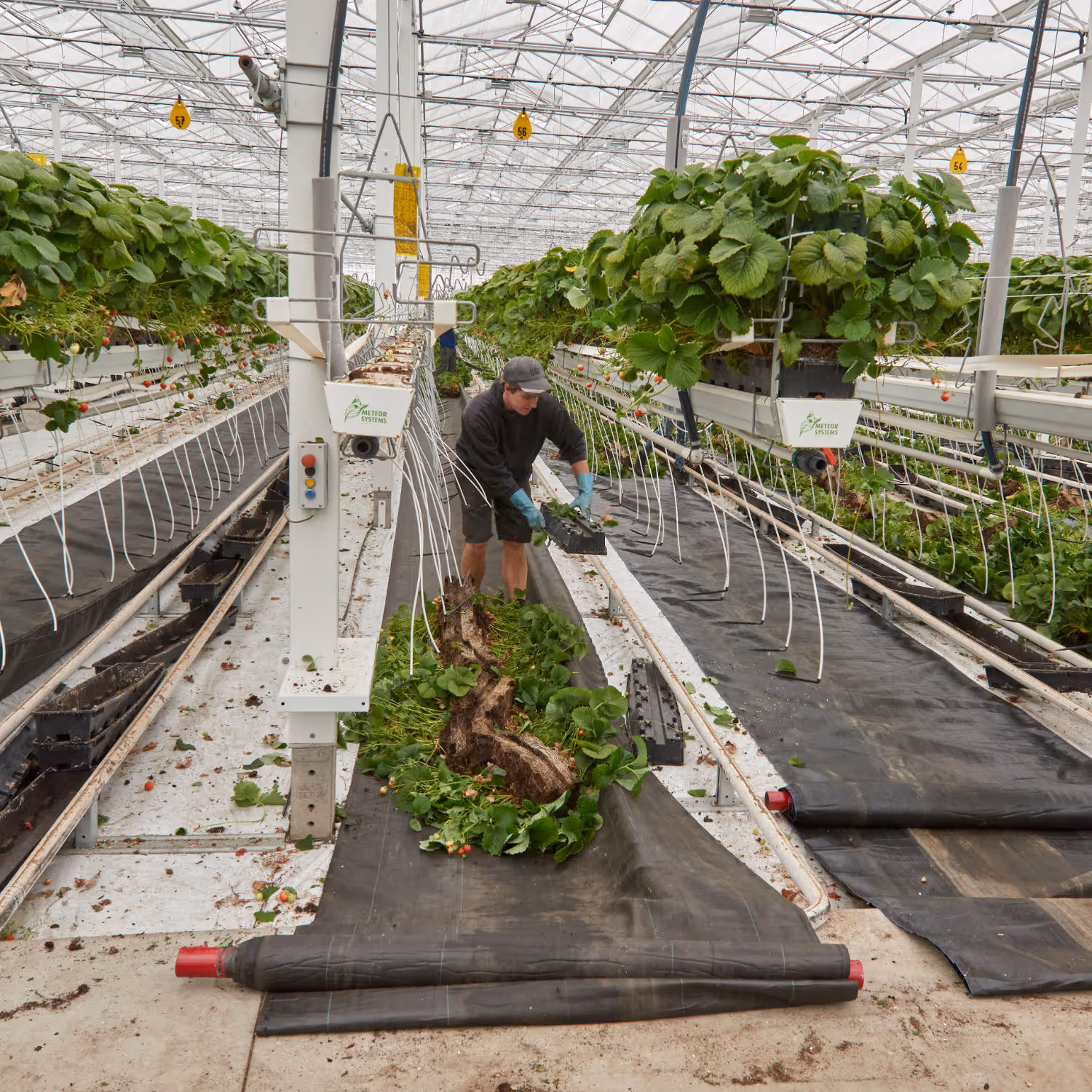 Medewerker van Heecon verzorgt aardbeienplanten