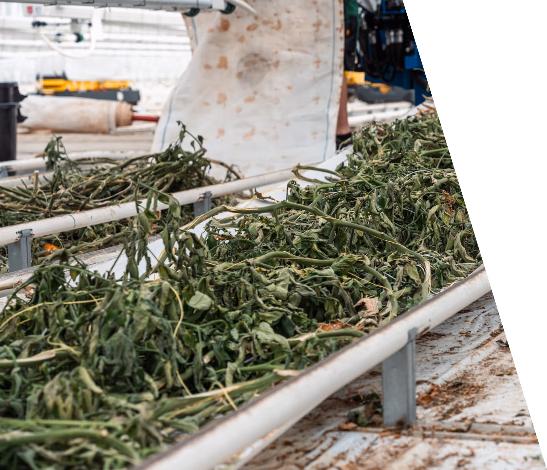 Planten op een transportband