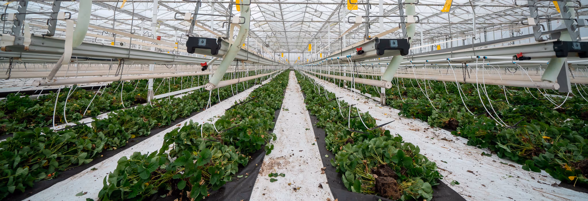 Grote serre die beplant is