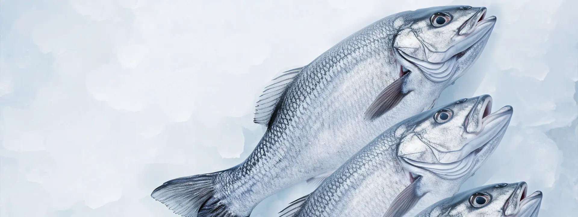 Fish depicting Dohmeyer engagement in food processing and seafood processing.
