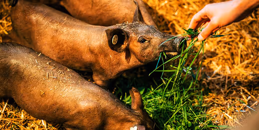 Futtermittel für kleine Schweine