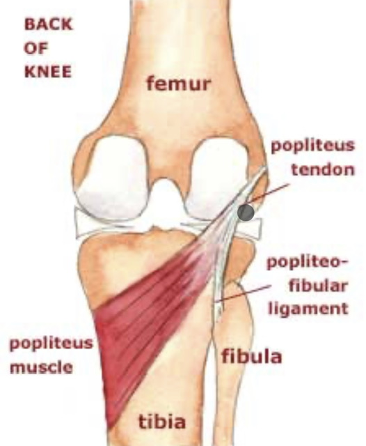 Anatomical diagram of knee joint showing bones, muscles, and tendons