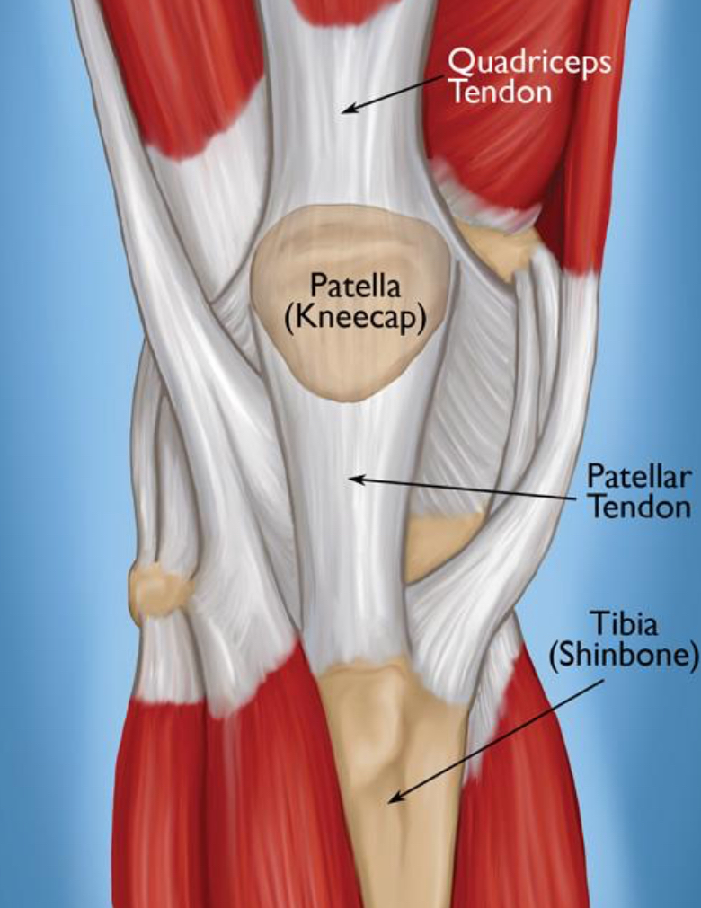Anatomical diagram of knee showing quadriceps, patella, and patellar tendon