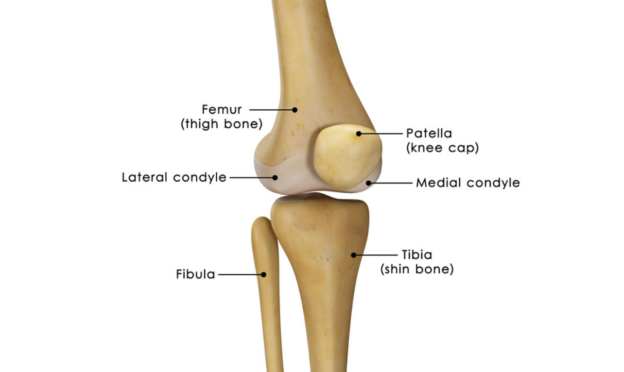 Labeled anatomical diagram of human knee joint showing bones and structures
