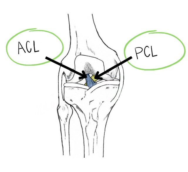 Anatomical diagram of knee showing ACL and PCL ligaments
