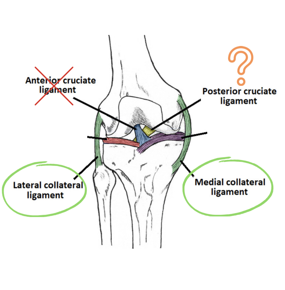 Anatomical diagram of knee ligaments with labeled components