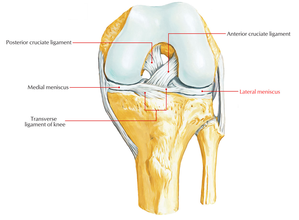 Knee anatomy showing the lateral meniscus