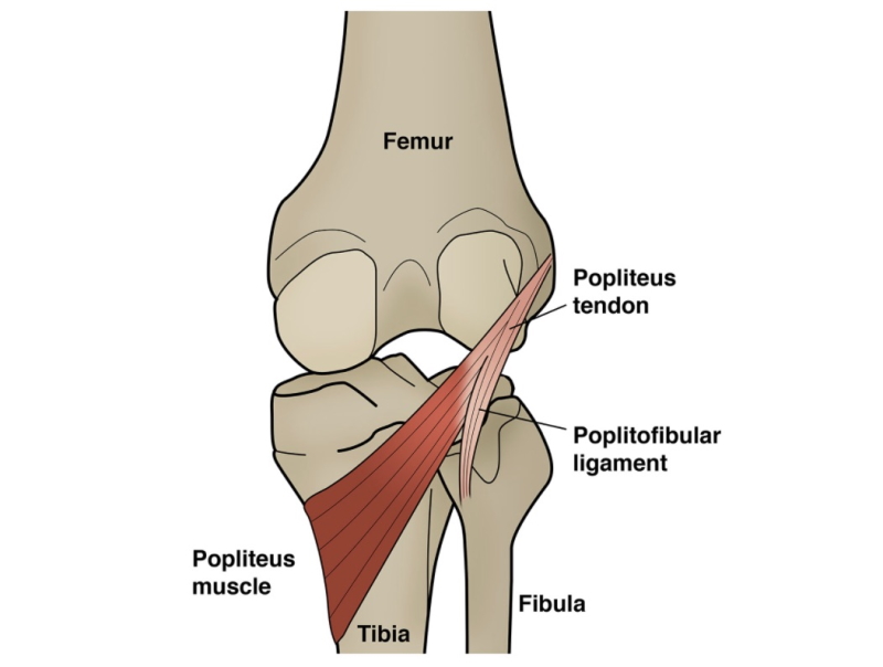 back of knee showing the popliteus muscle and tendon