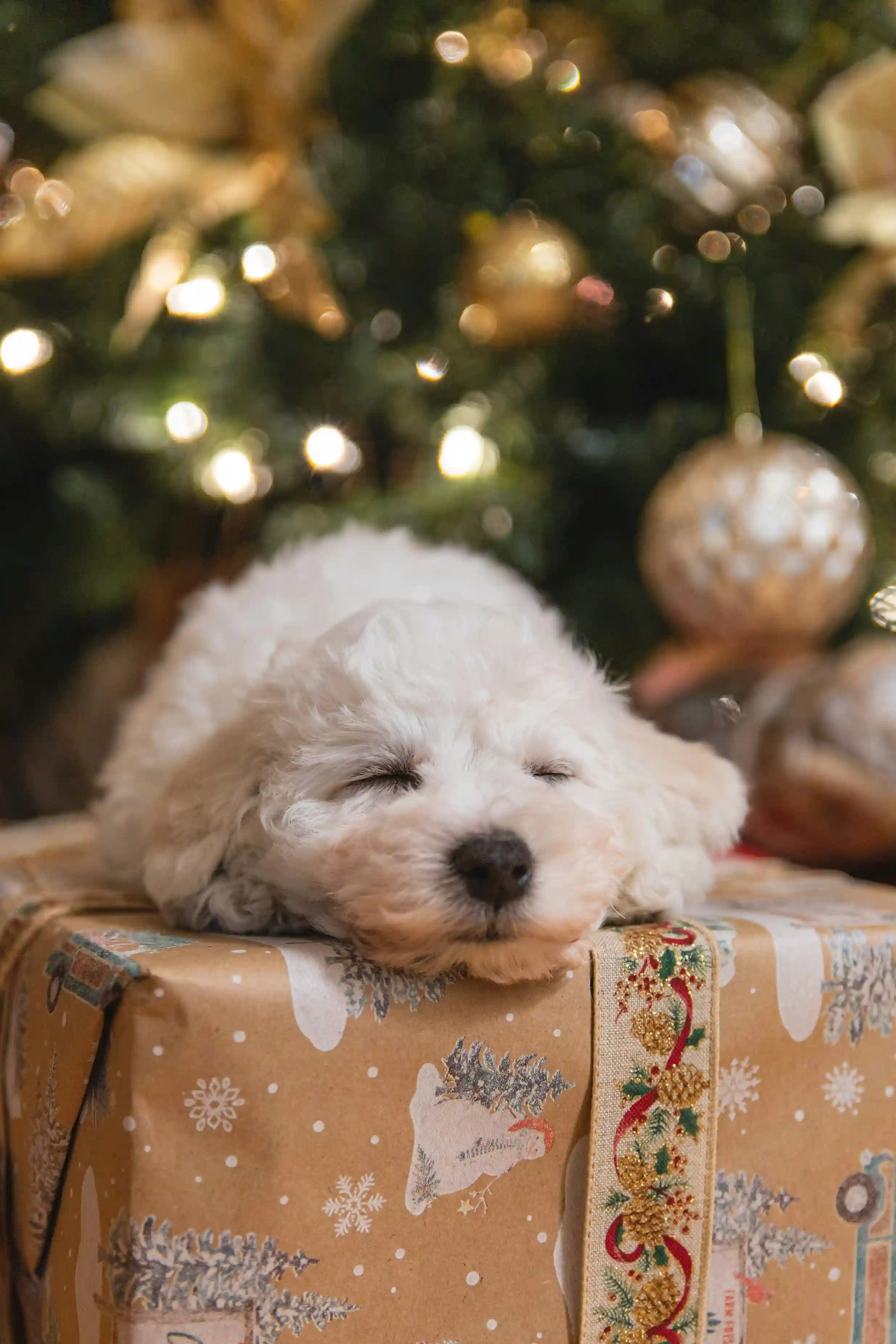 Happy Christmas