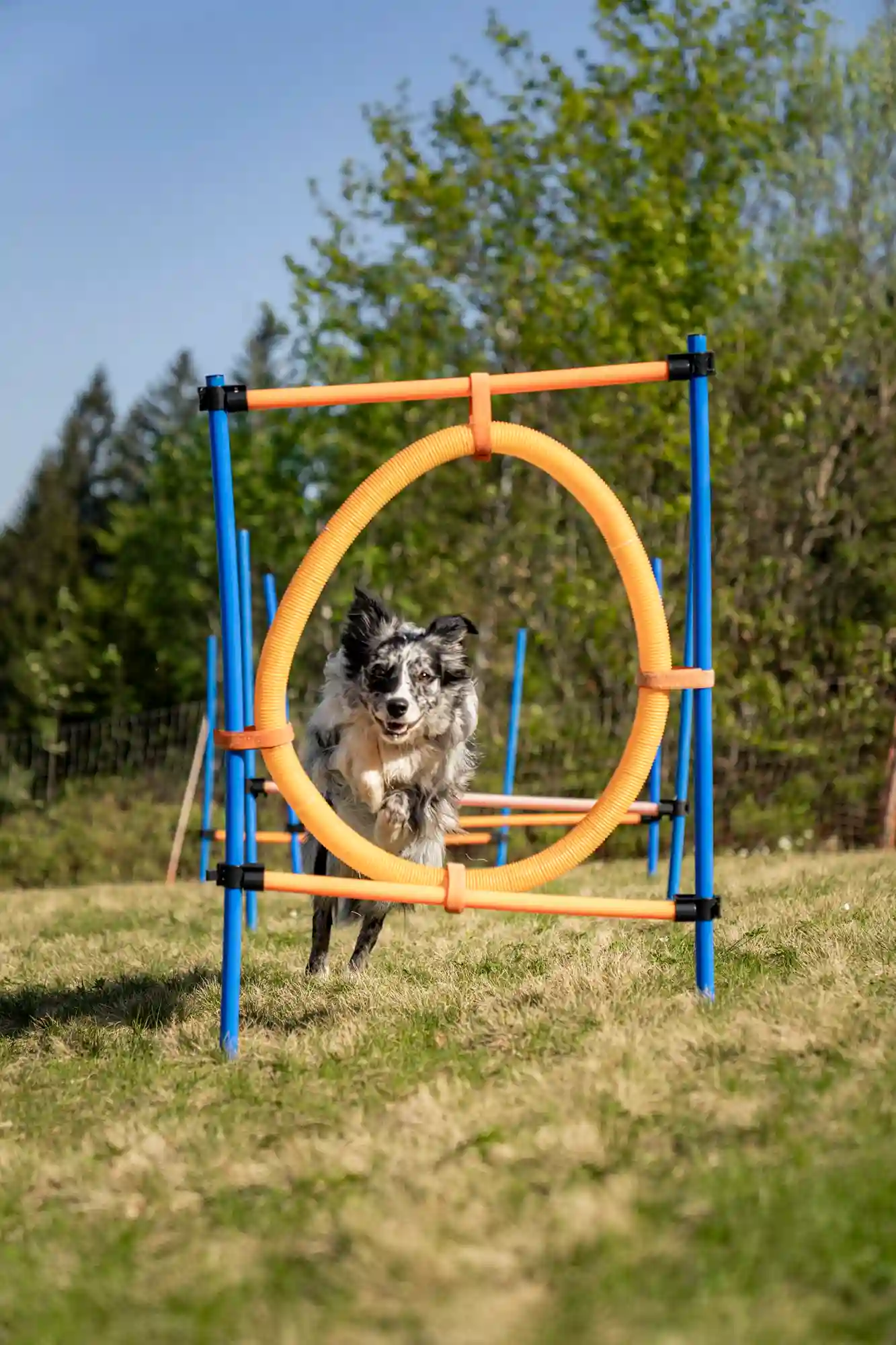 Hund springt durch einen Reifen auf dem Hundeparcours