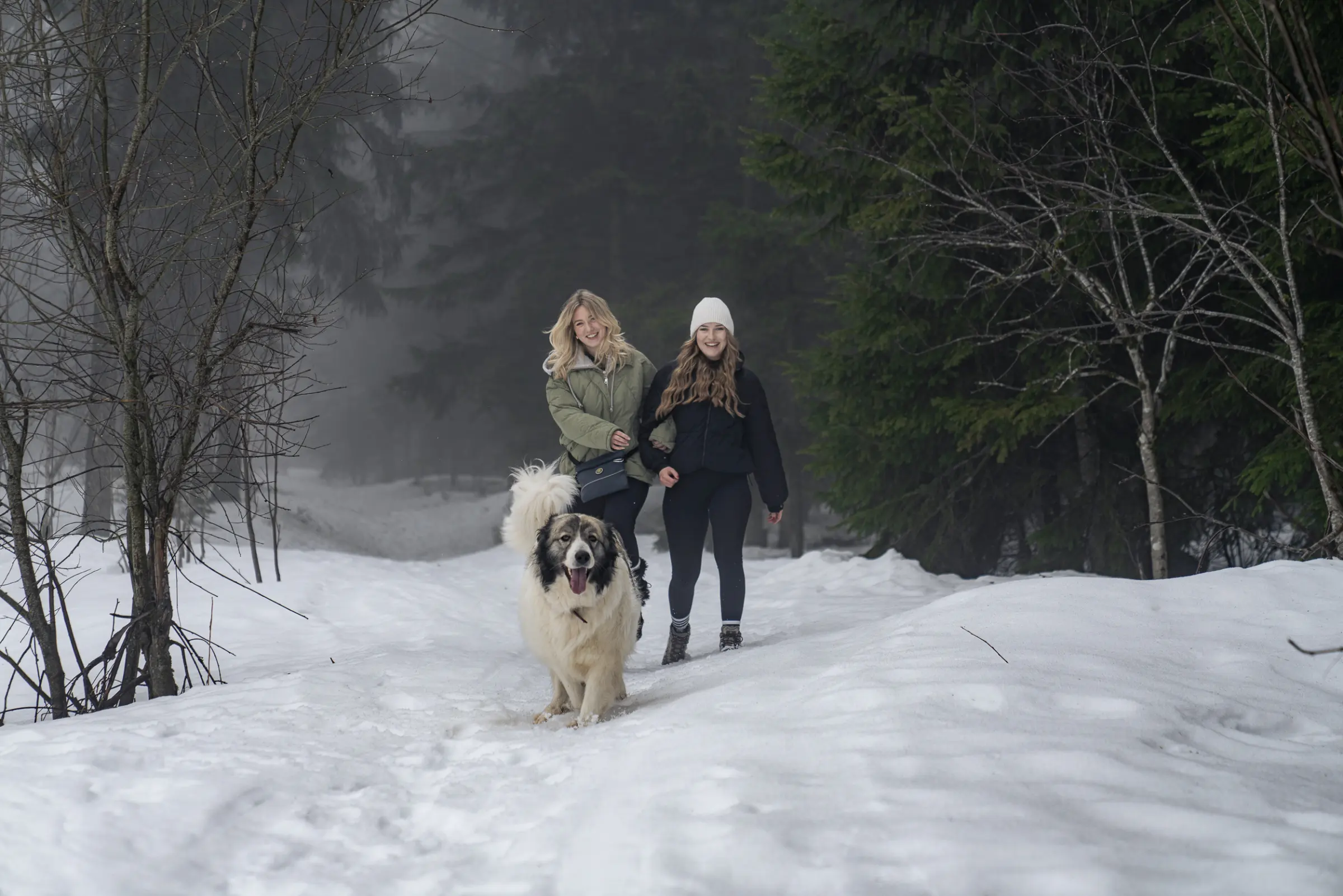 Advents-Auszeit mit Hund