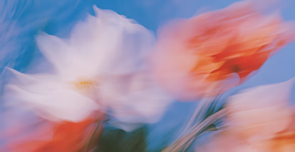 Soft-focus close-up of white and red flowers against a blue sky background.