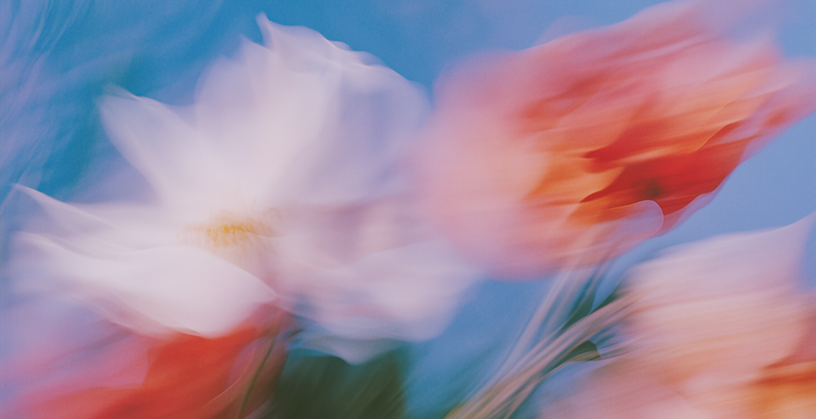 Soft-focus close-up of white and red flowers against a blue sky background.
