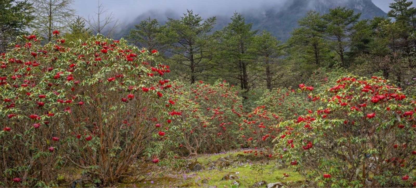 Top 5 Rhododendron Treks in the Indian Himalayas