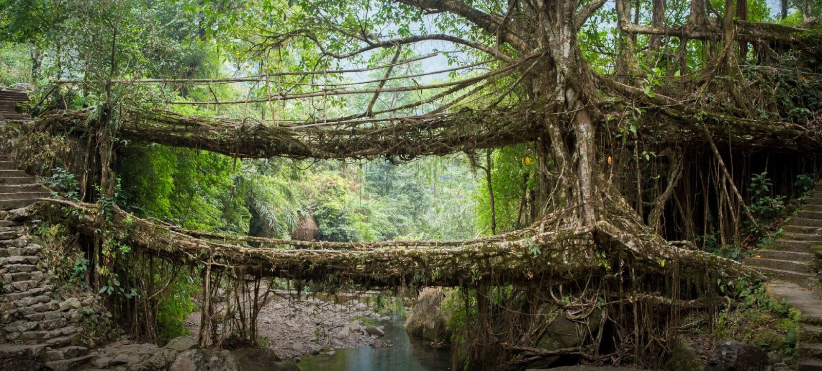 Best Meghalaya Treks for Nature Lovers: Explore Lush Forests and Waterfalls