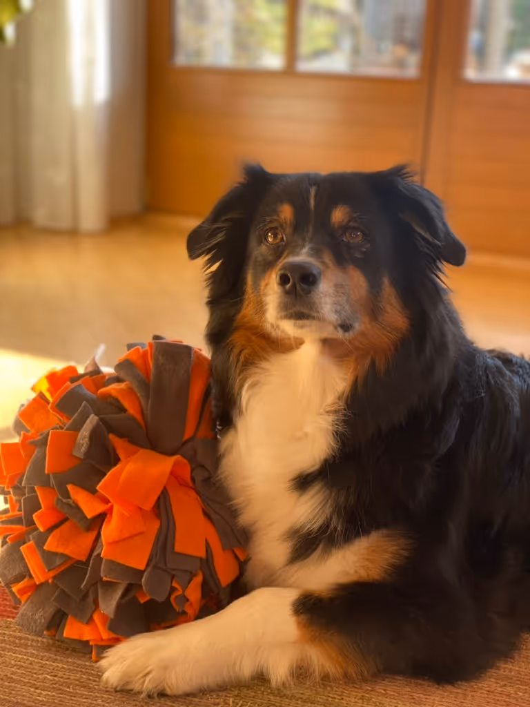 A picture of the dog Haily posing as COO