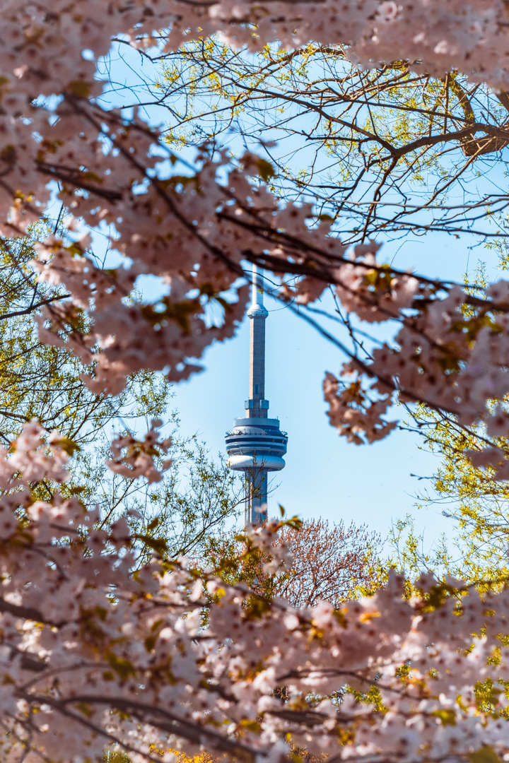 CN tower through trees