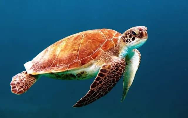 A green turtle swimming in the ocean.